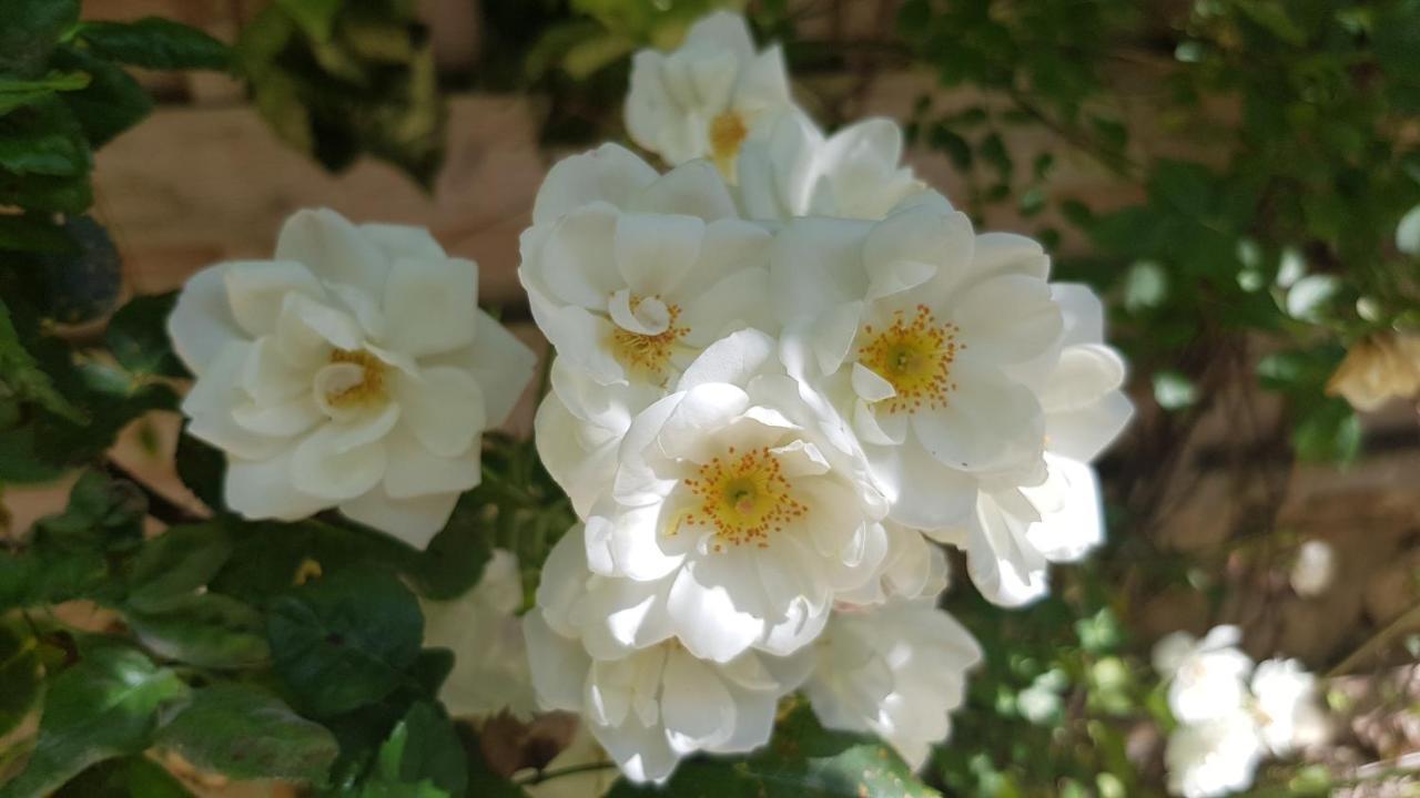 La Demeure Du Pressoir Bed & Breakfast Cuxac-dʼAude Dış mekan fotoğraf